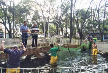 Tilápias são levadas ao Parque Ecológico