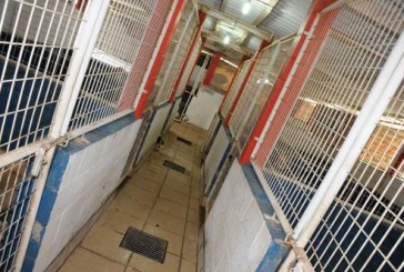 Zoonoses faz 3.894 castrações no semestre