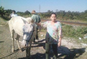 Égua é resgatada após maus-tratos
