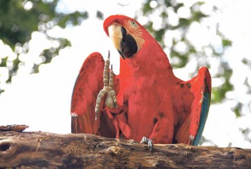 Polo  Shopping  sedia  exposição