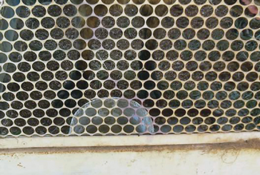 Aprai apreende três cachorros