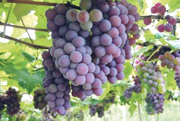 Shows agitam Vinhedo e Região Metropolitana