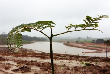 Mudas do Mega Plantio crescem monitoradas pelo Saae