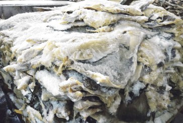 Consumidores optam  por peixes mais baratos