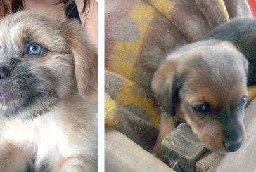 Cachorros  são mortos  por veneno em comida