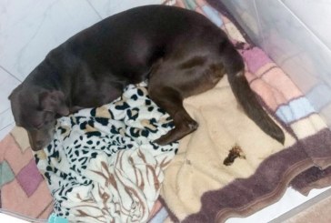 Morte de labrador  ganha a internet