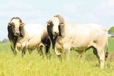 Bem-estar animal mantém alto nível
