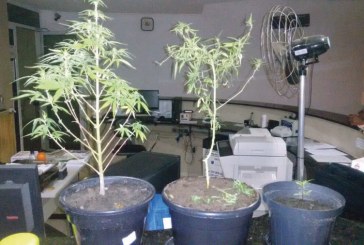 Entorpecentes  são apreendidos