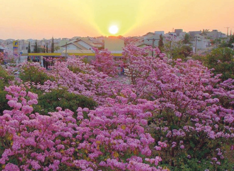 estação das flores O pôr do sol junto dos ipês floridos é um cartão-postal das manhãs de primavera. Este é um cenário de ‘encher’ os olhos de tanta beleza, a natureza realmente é um presente que a cada dia nos faz sentir privilegiados com estas imagens que podemos registrar.