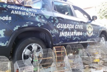 Guarda realiza apreensão de pássaros silvestres no Jardim Monte Verde