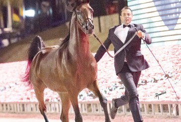 Exposição de cavalos árabes ocorre no Helvetia R. Center