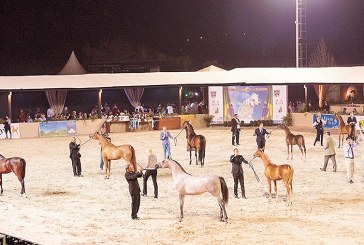 Indaiatuba sedia maior evento de Cavalos Árabes da América Latina traz novidades para 2019