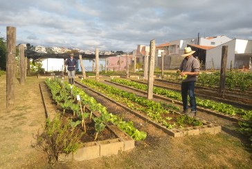 Prefeitura faz doação de hortaliças produzidas pelo projeto ‘Horta Solidária’