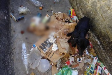 Guardas Civis resgatam cachorro vítima de maus-tratos na área central