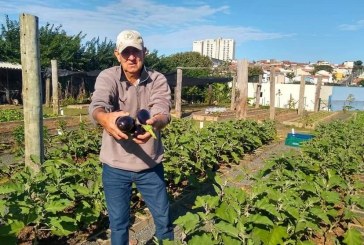 Prefeitura faz doação da 4º colheita de hortaliças sem agrotóxicos produzidas pelo Cresans