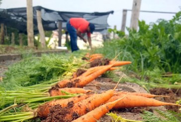 Prefeitura faz doação da 5º colheita de hortaliças sem agrotóxicos produzidas pelo Cresans