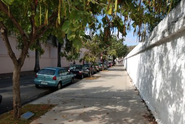 Prefeitura implanta Projeto ‘Espaço Árvore’ na calçada da rua XV de Novembro