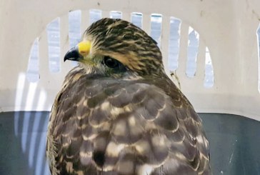 Equipe do Grupamento Ambiental resgata ave silvestre ferida