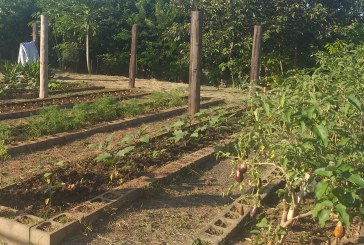 Horta solidária doa segunda colheita do ano para três entidades de Indaiatuba