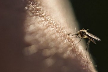 OMS libera vacinação ampla contra malária