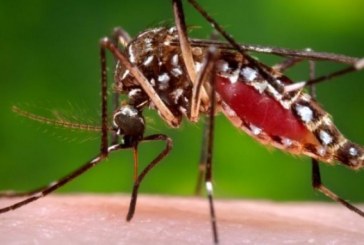 Dengue quadriplica em Campinas