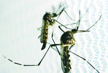 Indaiatuba já registra 229 casos de dengue