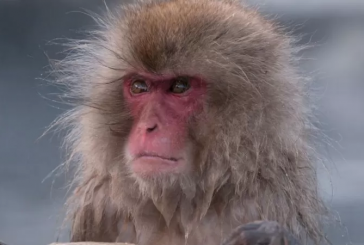 Macacos selvagens aterrorizam cidade do Japão
