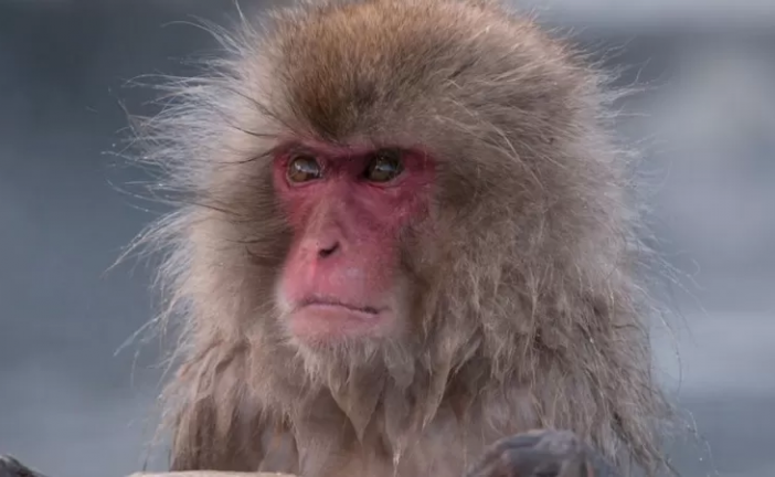 Macacos selvagens aterrorizam cidade do Japão