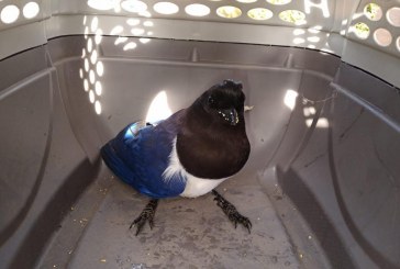 Defesa Civil de Indaiatuba realiza o resgate de um pássaro da espécie gralha-do-campo