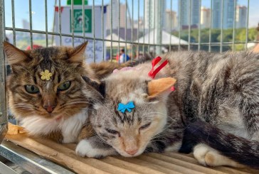 Centro de Reabilitação Animal disponibiliza 100 cães e 40 gatos para adoção