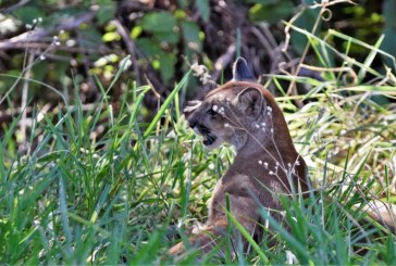 Onça-Parda encontrada em Hospital em Campinas