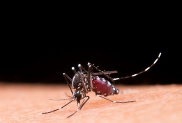 A Dengue em Indaiatuba: 14 mortes