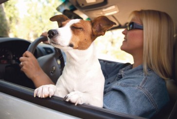 Dicas para levar pets no carro